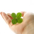 A four leaf clover in hand
